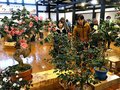 早咲きツバキ１５０鉢鮮やか　南砺・いのくち椿館