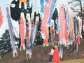こいのぼり１１０匹優雅　富山市山田宿坊、２４年から大幅に増加