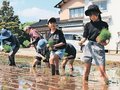 無農薬田で苗植え　入善、環境保全に理解深める