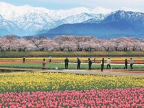 春の四重奏 ２６年から駐車場予約制へ、混雑解消図る　朝日町議会