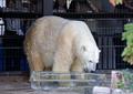 旭山動物園、シロクマに巨大氷柱