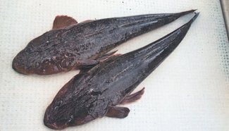 釣果はいけん<br />マゴチ体長５５センチ　明石幸雄さん（７６）富山市豊田本町