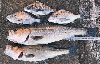 釣果はいけん<br />スズキ体長９０・５センチ　内山知一さん（４８）富山市長附