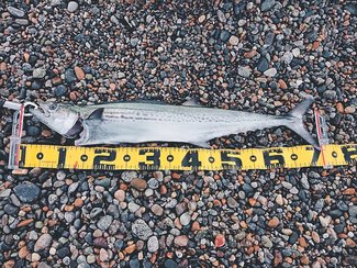 釣果はいけん<br />サワラ体長７０センチ　大黒皓生さん（１５）富山市長江