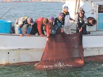 ＜富山湾の異変～シロエビ漁苦境＞下<br />資源保護／「宝石」次代につなぐ　漁獲競争防ぎ連携