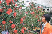 桜の前に一足早いお花見いかが　富山県中央植物園で「トウツバキ」見頃
