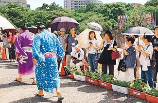 暑い「南洋場所」　番記者通信