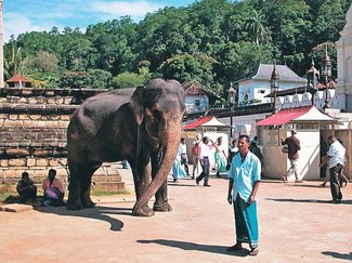 ＜ダニ博士の徒然草＞１２　五箇公一<br />スリランカで味わった恐怖