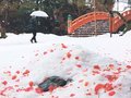 雪と花びら、真冬の紅白　富山城址公園