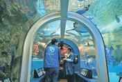 「富山湾大水槽」の水中トンネル=富山県魚津市の魚津水族館