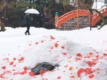 雪と花びら、真冬の紅白　富山城址公園