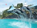 のとじま水族館３月２２日全面再開　アシカ帰還、イルカショーに見通し