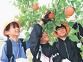 家族みんなで食べたい　高岡・万葉小４年生が国吉リンゴ収穫