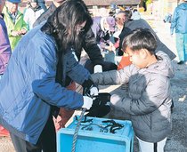 特産ワカメ大きく育て　氷見の女良漁港<br />親子が種付け体験