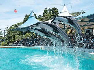 のとじま水族館３月２２日全面再開　アシカ帰還、イルカショーに見通し