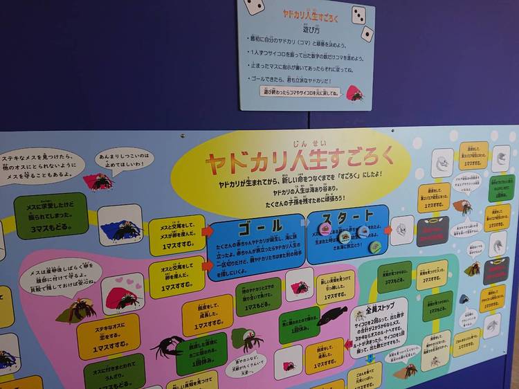 ヤドカリってこんなに種類が！？魚津水族館「ヤドカリ展」 コノコト