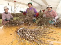 啓翁桜 出荷始まる　富山・山田地域、２６年２月まで７万本