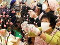 正月彩る「もち花」　魚津市シルバー人材センター、丹精込め作る