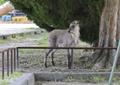 住宅街のカモシカ保護、名古屋市