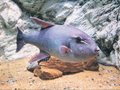 魚津水族館に「珍客」ボウズモンガラ　富山湾で初捕獲、９日から展示