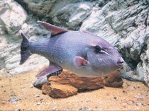 魚津水族館に「珍客」ボウズモンガラ　富山湾で初捕獲、９日から展示
