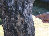 富山市でクマ出没相次ぐ 30日