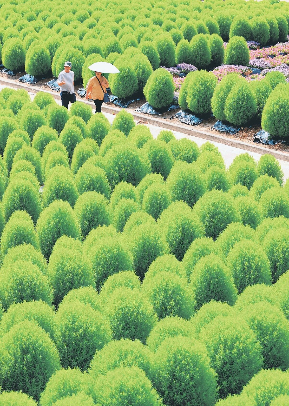緑の卵形コキアにほっこり 砺波チューリップ公園｜北日本新聞