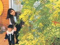 国際女性デー、象徴の花ミモザ咲く　氷見市海浜植物園