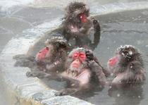 サルもほっこり露天風呂