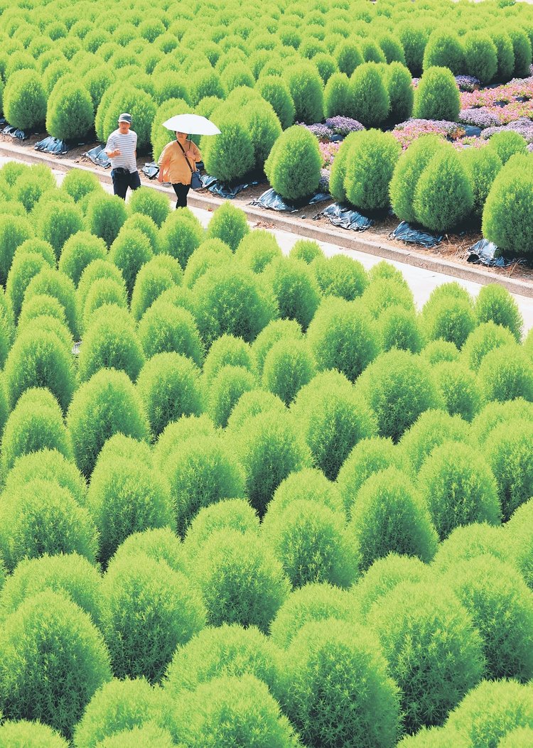 緑の卵形コキアにほっこり 砺波チューリップ公園｜北日本新聞webunプラス