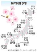 桜開花予想、北日本は早め