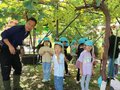 園児招きブドウ狩り　黒部の松原さん宅、９種類１５本を栽培