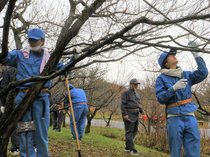 剪定技術に理解深める　小矢部園芸高と中央農業高
