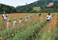 キバナコスモスきれい　南砺のイオックス・アローザ、種まいた園児たちが観賞