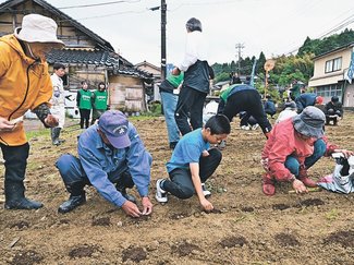 公費解体の空き地にヒマワリ　氷見姿地区、復興の「種」まく