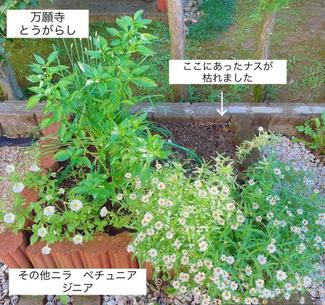 ㉚失敗は“挑戦”のもと？サラダごぼうとビーツを種まき♪【富山でつくる！ポタジェガーデン】