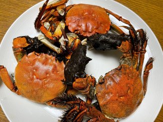 魚津の川から大物３匹、記者が捕獲大作戦、濃厚みそはウニの味