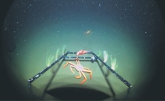 富山湾の資源回復長期化か　県水産研調査速報、ベニズワイ９～１０年 シロエビ２～３年