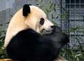 米首都動物園でパンダ２頭公開