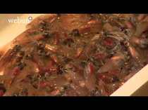 ホタルイカ漁解禁、滑川漁港　水揚げわずか１キロ、入札額は過去最高値