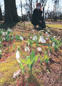 春告げる白い花　県中央植物園、スノードロップ見頃