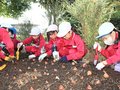 チューリップきれいに咲いて　２６年春のフェアに向け砺波の児童が球根植える
