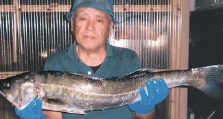 釣果はいけん<br />スズキ体長９２センチ　田中竹裕さん（７４）黒部市吉田