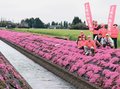 砺波・新屋敷の芝桜まつり、２５年の開催で幕　住民が高齢化、花の管理作業に不安