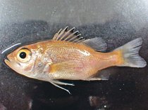 高級魚ノドグロを水槽で産卵、稚魚育成に成功　県水産研が世界初
