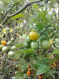 黄色いトマトは強い！？