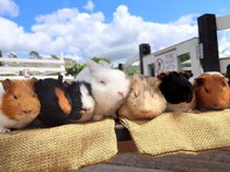 読者のイチオシ!富山の生き物ふれあいスポット【隣県編】