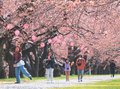 「春の四重奏」に期待　朝日、舟川べりの桜開花