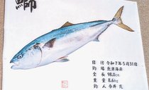 釣果はいけん<br />ブリ体長９８センチ　今井充さん（６８）富山市住吉町