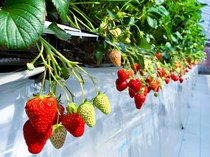 【県東部編】富山のおすすめいちご狩りスポット2026